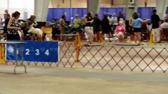 Enlarge MPEG4 8