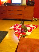 Enlarge photo 12