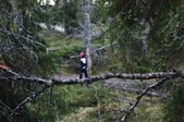 Enlarge photo 184
