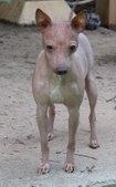 Kariline