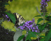 Photography Examples